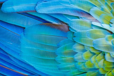 Plumage pattern of Macaw parrot feathers close-up