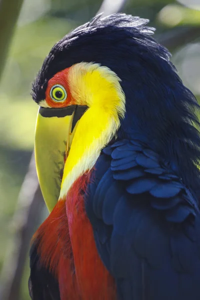 Colorful Young Toco Toucan Tropical Bird Pantanal Brazil — Stock Photo, Image