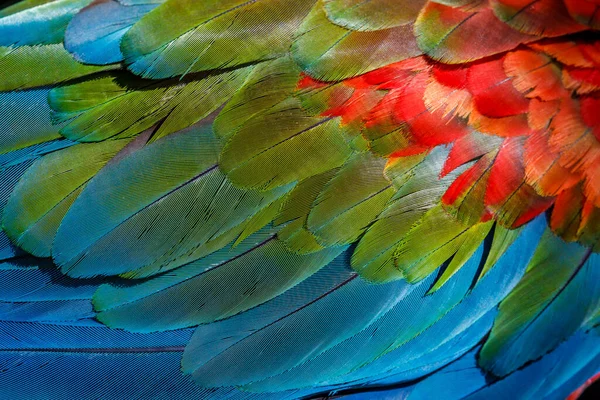 Plumage Pattern Macaw Parrot Feathers Close — 图库照片