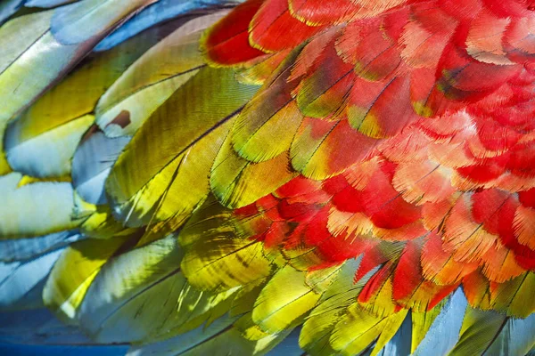 Plumage Pattern Macaw Parrot Feathers Close — 图库照片