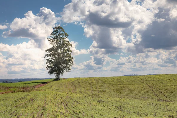 Árbol Solitario Campiña Del Estado Santa Catarina Sur Brasil —  Fotos de Stock