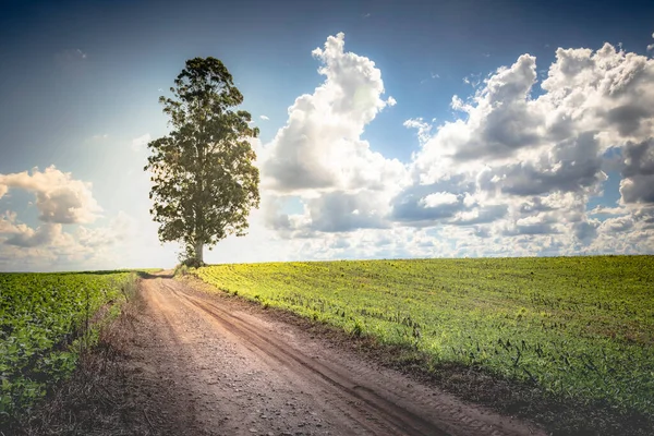 Lonely Single Tree Santa Catarina State Countryside Southern Brazil — Foto de Stock