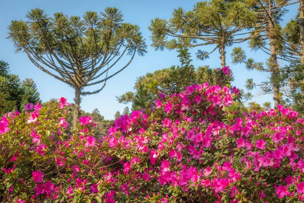 Lago Negro Black Lake Lakeside Landscape Azaleas Bloom Gramado Rio — Stock Photo, Image