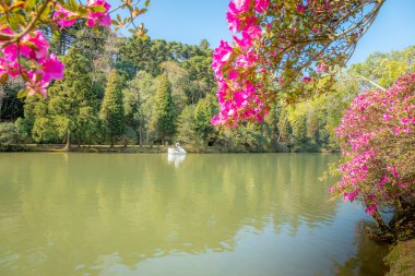 Kuğu Pedallı Kara Göl Gramado, Rio Grande do Sul Eyaleti, Brezilya
