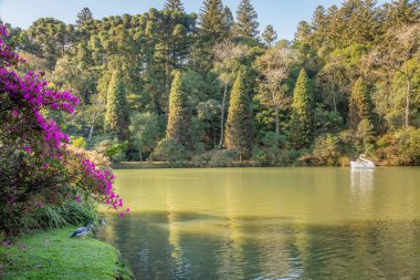 Kuğu Pedallı Kara Göl Gramado, Rio Grande do Sul Eyaleti, Brezilya