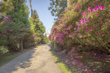 Açelyaların açtığı sokak manzarası - Gramado, Rio Grande do Sul, Güneydoğu Brezilya