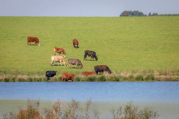 Cows Grazing Rio Grande Sul Pampa Southern Brazil Countryside Border — Fotografia de Stock