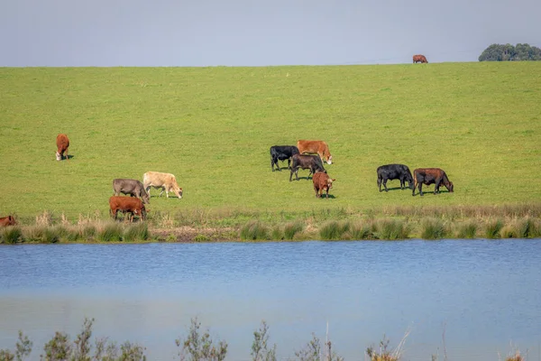 Cows Grazing Rio Grande Sul Pampa Southern Brazil Countryside Border — Fotografia de Stock