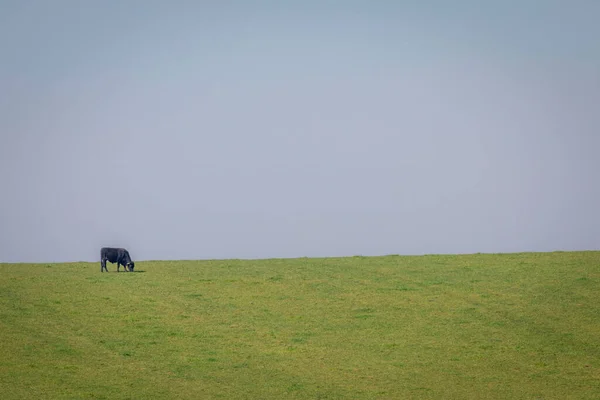 Krávy Pasoucí Rio Grande Sul Pampa Jižní Brazílie Hranice Uruguayí — Stock fotografie