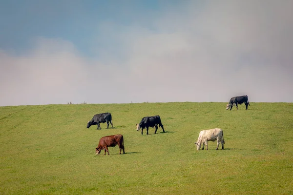 Cows Grazing Rio Grande Sul Pampa Southern Brazil Countryside Border — Stock fotografie