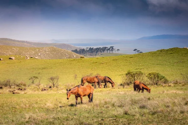 Horses Rio Grande Sul Pampa Southern Brazil Countryside Border Uruguay — Fotografia de Stock
