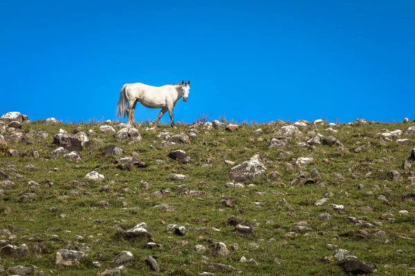 Kůň Rio Grande Sul Pampa Jižní Brazílie Krajina Hranice Uruguayí — Stock fotografie