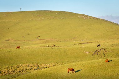 Rio Grande do Sul pampa 'da inekler otluyor, Güney Brezilya kırsalında, Uruguay ve Arjantin sınırında