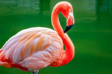 Aruba, Karayipler 'de suda renkli pembe bir flamingo.. 