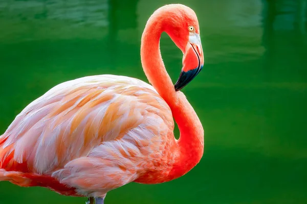 One Colorful Pink Flamingo Water Aruba Caribbean — Fotografia de Stock