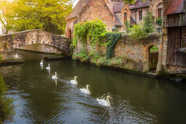 Group Swans Floating Peaceful Canal Water Bruges Belgium — Foto Stock