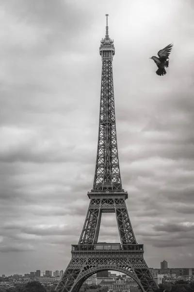 Eiffel Tower Trocadero Pigeon Flying Paris France Monochrome — стоковое фото