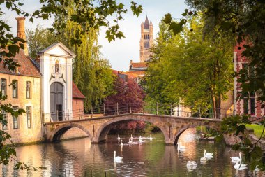 Belçika 'nın köprüsü ile Brugge kanalında yüzen hassas Kuğu hattı.
