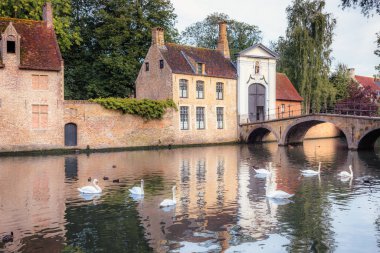 Belçika 'nın köprüsü ile Brugge kanalında yüzen hassas Kuğu hattı.