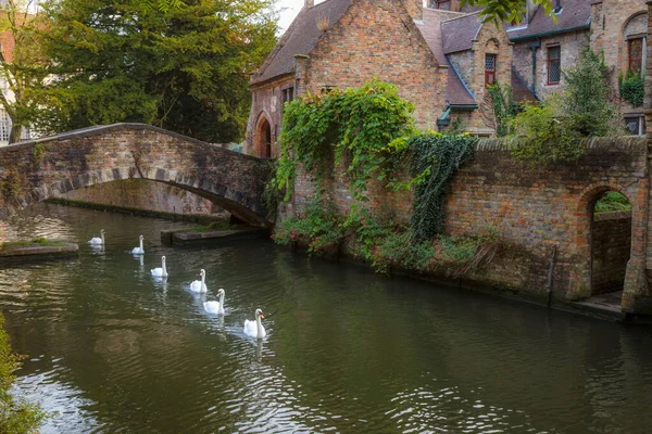 Delicate Swans Line Floating Brugge Canal Bridge Belgium — Foto Stock