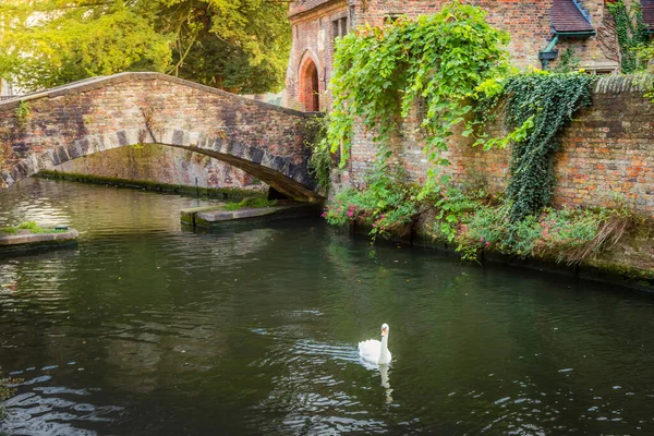 Delicate Swan Floating Brugge Canal Bridge Belgium — Foto Stock