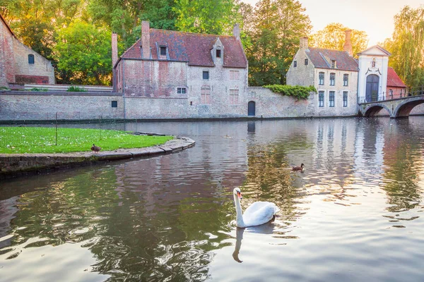 Delicate Swan Floating Brugge Canal Bridge Belgium — стокове фото