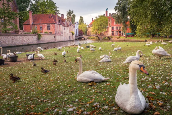 Delicate Swans Resting Beguinage Canal Bruges Belgium — Foto Stock