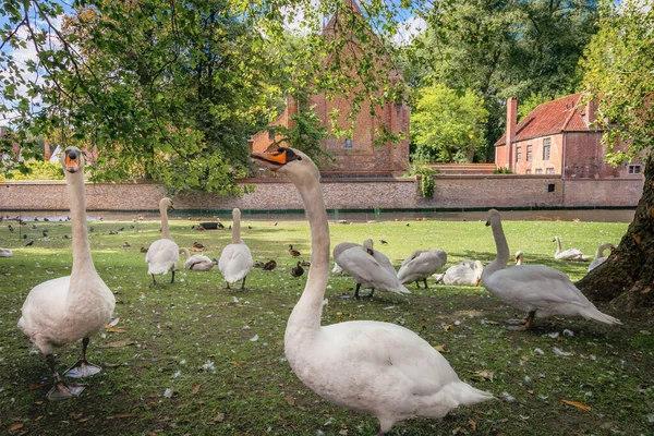 Delicate Swans Resting Beguinage Canal Bruges Belgium — Stock Photo, Image