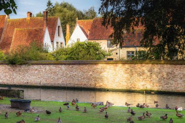 Beguinage ve Canal yakınlarında dinlenen narin ördekler, Bruges, Belçika
