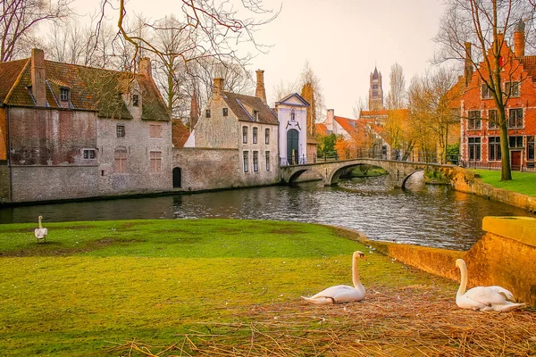 Delicate Swans Resting Beguinage Canal Bruges Belgium — Fotografia de Stock