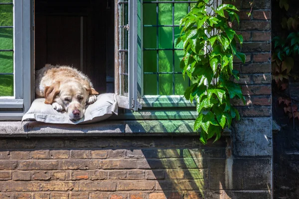Dog Resting Open Window Bruges Flemish Architecture Sunny Day Belgium — Zdjęcie stockowe