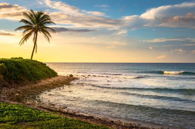 Tropical paradise: idyllic caribbean beach with single palm tree, Montego Bay, Jamaica