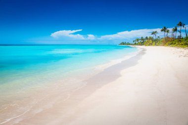 Tropical paradise: idyllic caribbean beach with palm trees, Punta Cana, Dominican Republic
