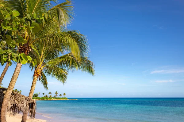 Tropical Paradise Idyllic Caribbean Beach Single Palm Tree Montego Bay — 스톡 사진