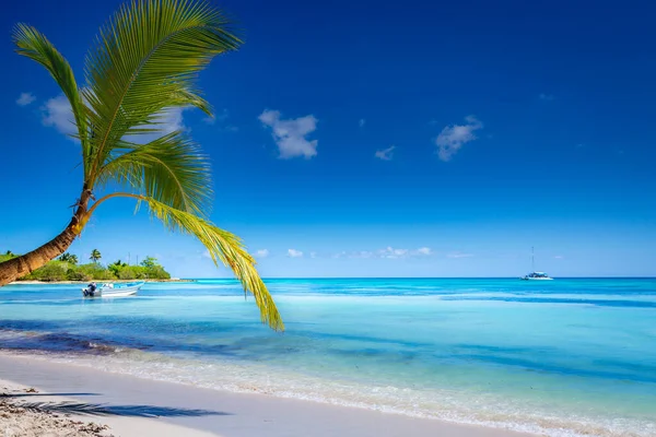 Tropical Paradise Idyllic Caribbean Beach Single Palm Tree Punta Cana — Photo