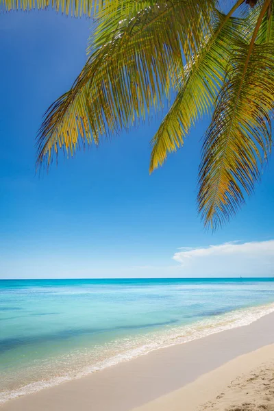 Tropical Paradise Idyllic Caribbean Beach Single Palm Tree Punta Cana — 스톡 사진
