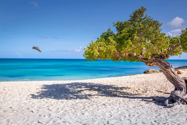 Pelican Flying Idyllic Translucent Caribbean Beach Divi Divi Tree Aruba — Φωτογραφία Αρχείου