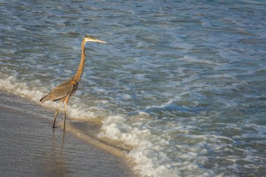 Heron standing on the sand at sunny day, Florida, USA