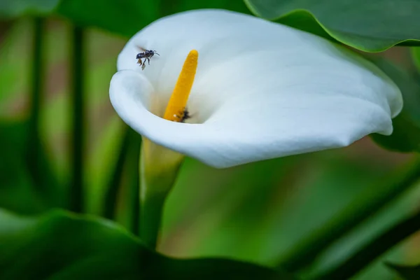 Beautiful Calla Lily Close Pond Garden Bee Flying Giverny France — Stock Photo, Image