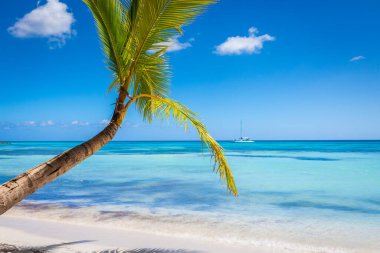 Tropical paradise: idyllic caribbean beach with single palm tree, Punta Cana, Dominican Republic