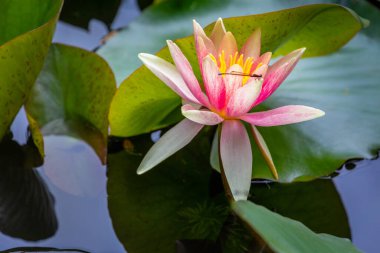 Beautiful lily water close-up in pond garden, Giverny, France