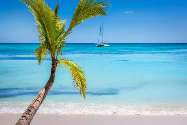 Tropical Paradise Idyllic Caribbean Beach Single Palm Tree Punta Cana — Stockfoto