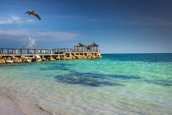 Pelican Flying Idyllic Caribbean Beach Pier Gazebo Montego Bay Jamaica —  Fotos de Stock