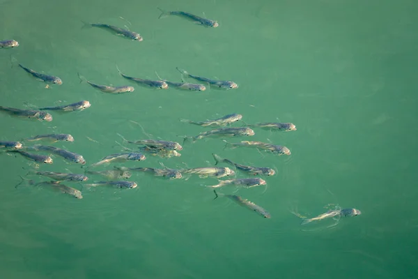 School of sardines young fish under translucent caribbean sea, Aruba beach, Dutch Antilles