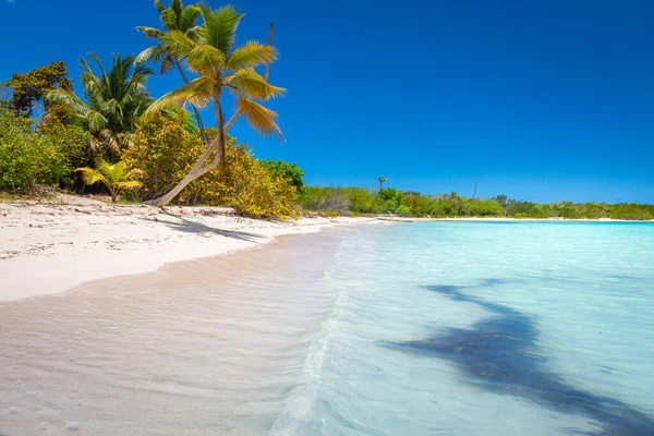 Tropical Paradise Idyllic Caribbean Beach Palm Trees Punta Cana Dominican — Zdjęcie stockowe