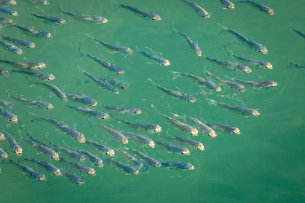 School of sardines young fish under translucent caribbean sea, Aruba beach, Dutch Antilles