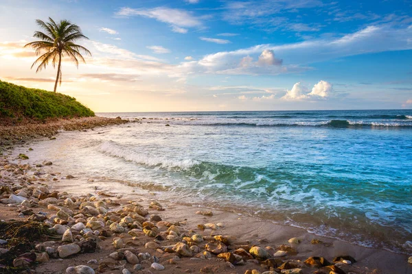 Tropical Paradise Idyllic Caribbean Beach Single Palm Tree Montego Bay — Stock fotografie