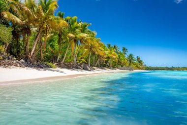Tropical paradise: idyllic caribbean beach with palm trees, Punta Cana, Dominican Republic