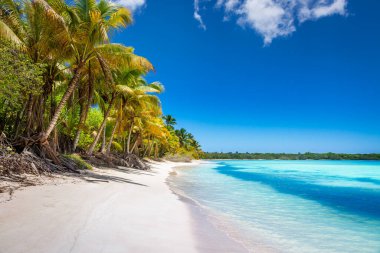 Tropical paradise: idyllic caribbean beach with palm trees, Punta Cana, Dominican Republic