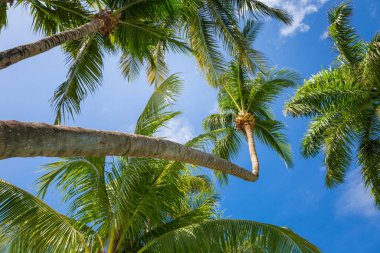 Tropical paradise: idyllic caribbean palm trees with sunbeam in Punta Cana, Dominican Republic